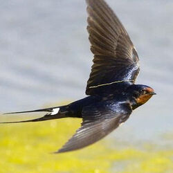 Madeleine HENNEAUX à Bastogne: avis de décès