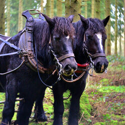 Jean SERVAIS à Mabompré: avis de décès