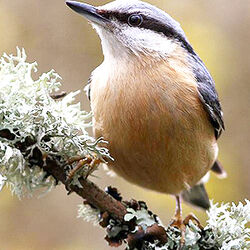 MUTSCHEN Lucie à Bastogne: avis de décès
