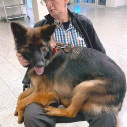 Guy LIZEIN à Herk-De-Stad: avis de décès