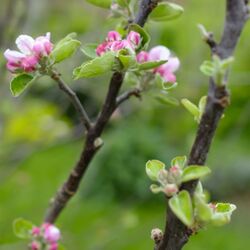 Maurice HOUILLON à Chanly: avis de décès