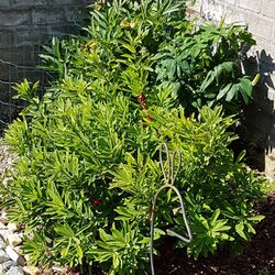 Jean-Marie VAN DAM à Musson: avis de décès