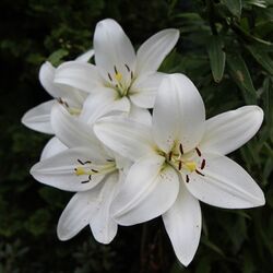 Isabelle SCHOUMAKER à Villance: avis de décès