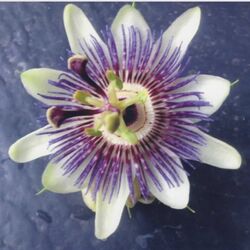 Martha WINAND à Vielsalm: avis de décès