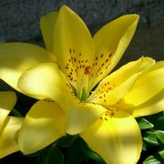 Liliane DUJARDIN