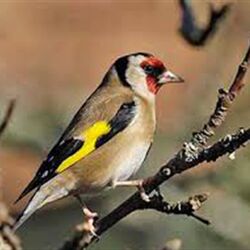 Fernand MASSET à Nassogne: avis de décès