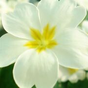 Marguerite DESERT