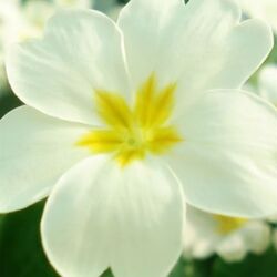 Marguerite DESERT à Neufchâteau: avis de décès