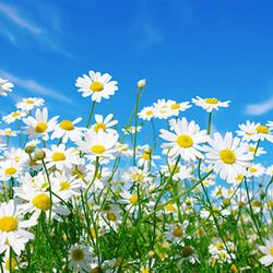 Marie Claire Sidon à Houffalize: avis de décès