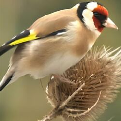 Albert WILKIN à Villers-Devant-Orval: avis de décès