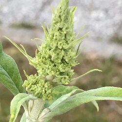 Liliane DIELTJENS à Aubange: avis de décès