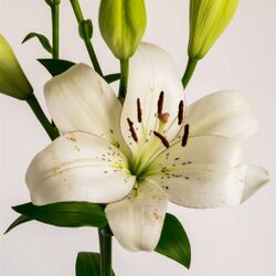 Marie-Claire GROBER à Nothomb: avis de décès