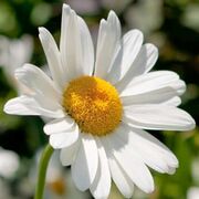 Jean-Marie PLOMPTEUX