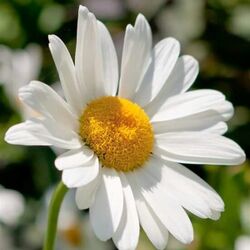 Jean-Marie PLOMPTEUX à Namur: avis de décès