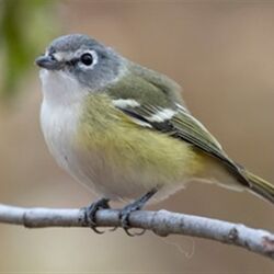 Marcel CUVELIER à Louftémont: avis de décès