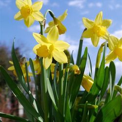 Yvonne Noël à Tronquoy: avis de décès