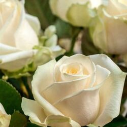 Francine GENONCEAUX à Paliseul: avis de décès