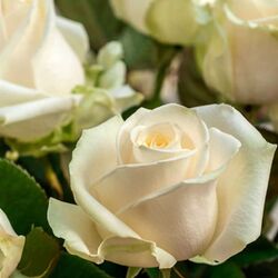 Lucie SCHMIT à Tontelange: avis de décès