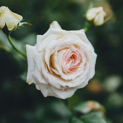Agnès KRACK à Bastogne: avis de décès