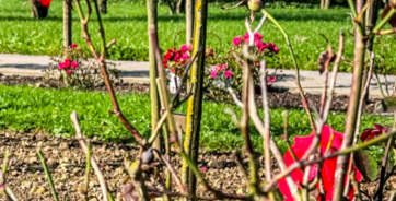 Sous les arbres, des souvenirs en fleurs