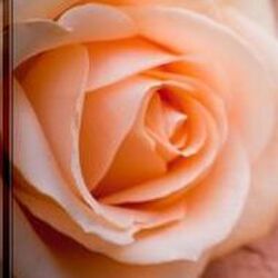 Emile SCHAACK à Grez-Doiceau: avis de décès