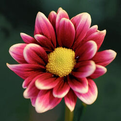 François DE PRINS à : avis de décès