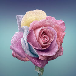 Francine BAYARD à Verviers: avis de décès