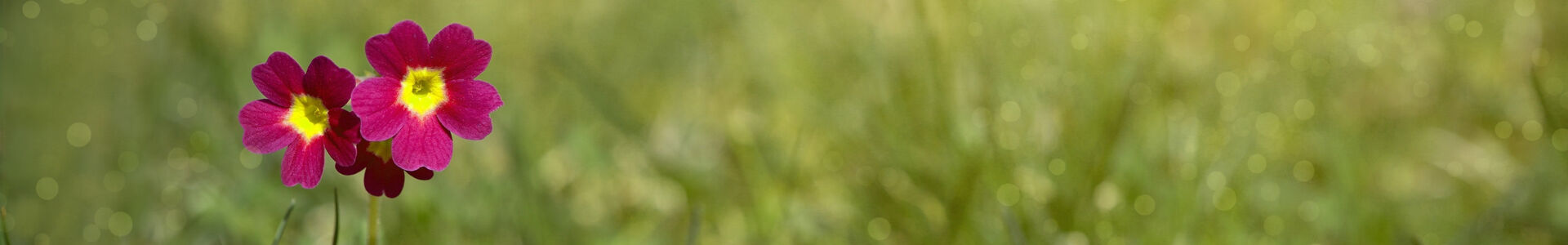 Pompes Funèbres Lumen : entreprise de pompes funèbres