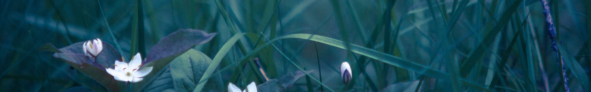 Funérarium Bressart : entreprise de pompes funèbres