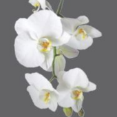 Desablens Sereni : entreprise de pompes funèbres