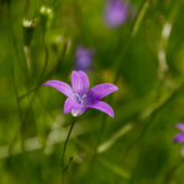 Funérailles Mathot : entreprise de pompes funèbres