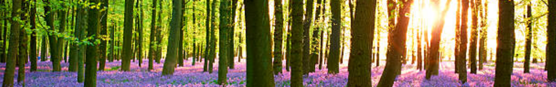 Funérailles Mathot : entreprise de pompes funèbres